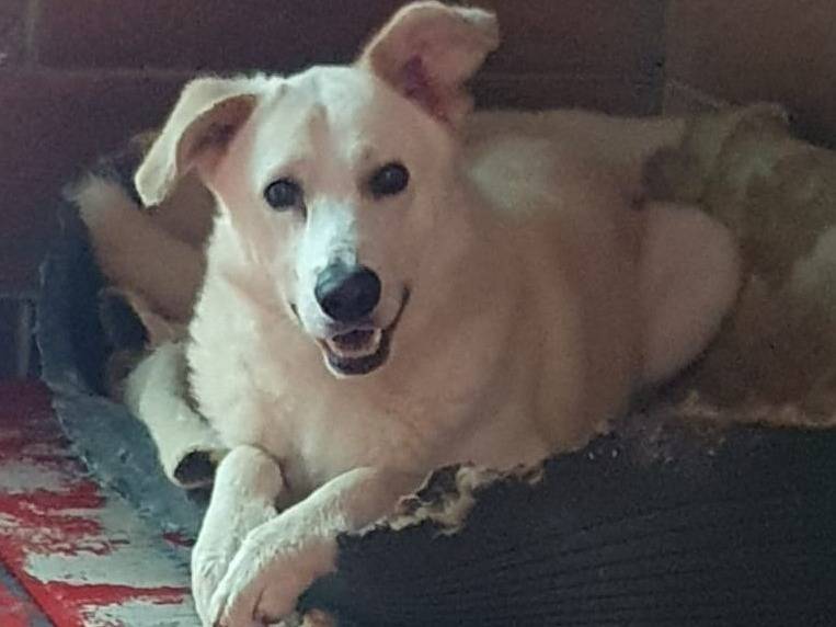 Adozione cane, maschio, Razza sconosciuta Razza sconosciuta, 4 anni e 2 mesi, taglia media, Milano