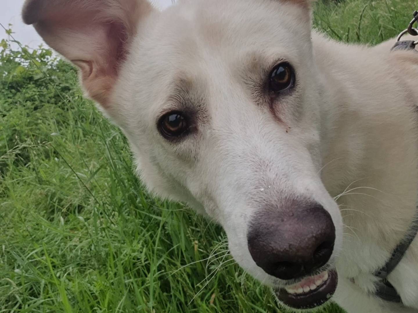 Adotta un cane, maschio, 4 anni e 2 mesi, Milano