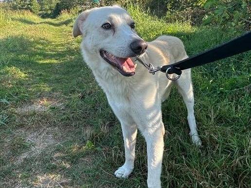Adotta un cane, taglia media, maschio, Milano
