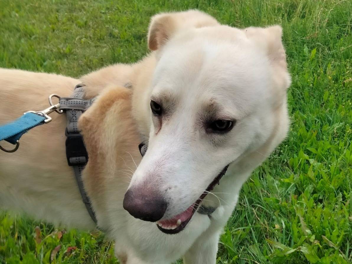 Vuoi adottare un cane a Milano?