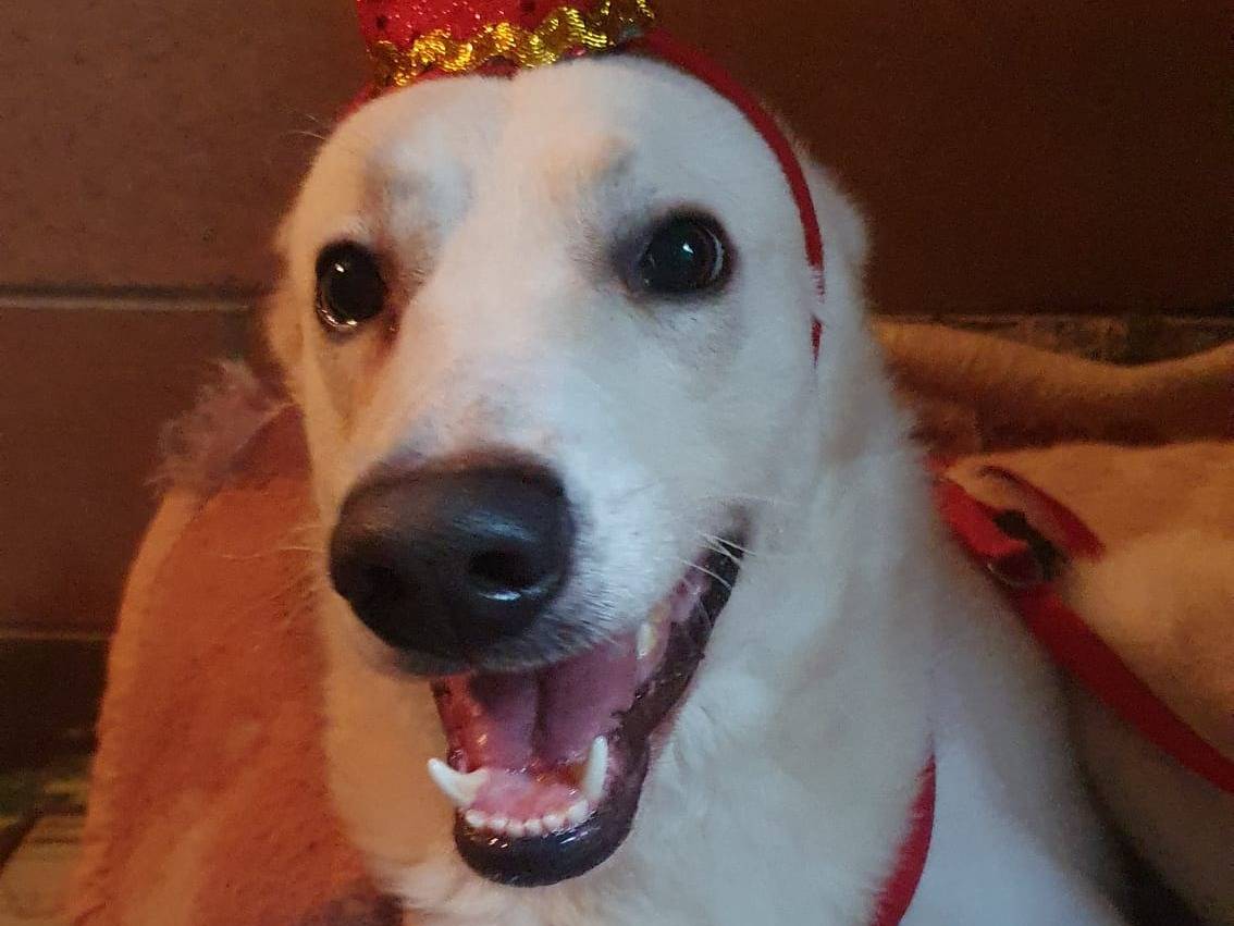 Adotta il cane Oliver a Milano