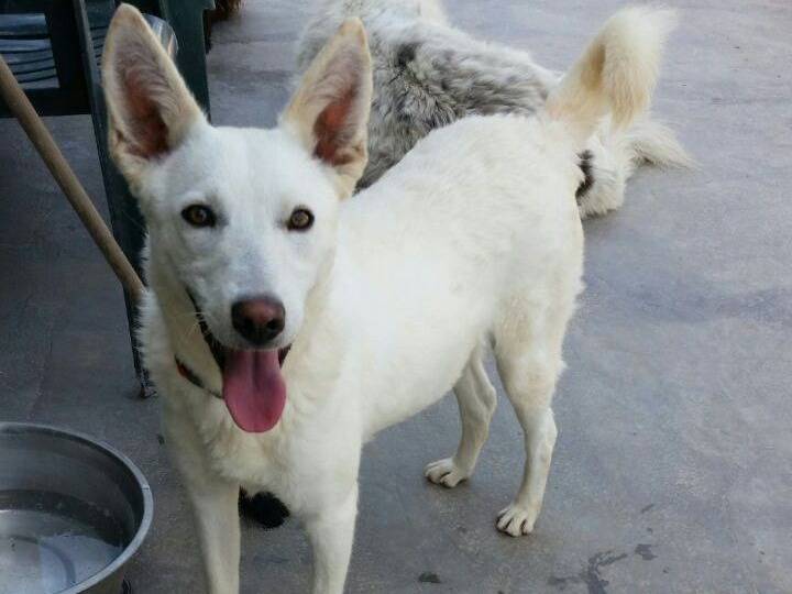 Adozione cane, femmina, Razza sconosciuta Razza sconosciuta, 10 anni, taglia media, Milano