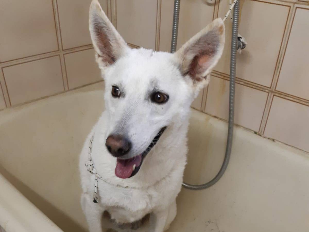 Adotta un cane, femmina, 10 anni, Milano