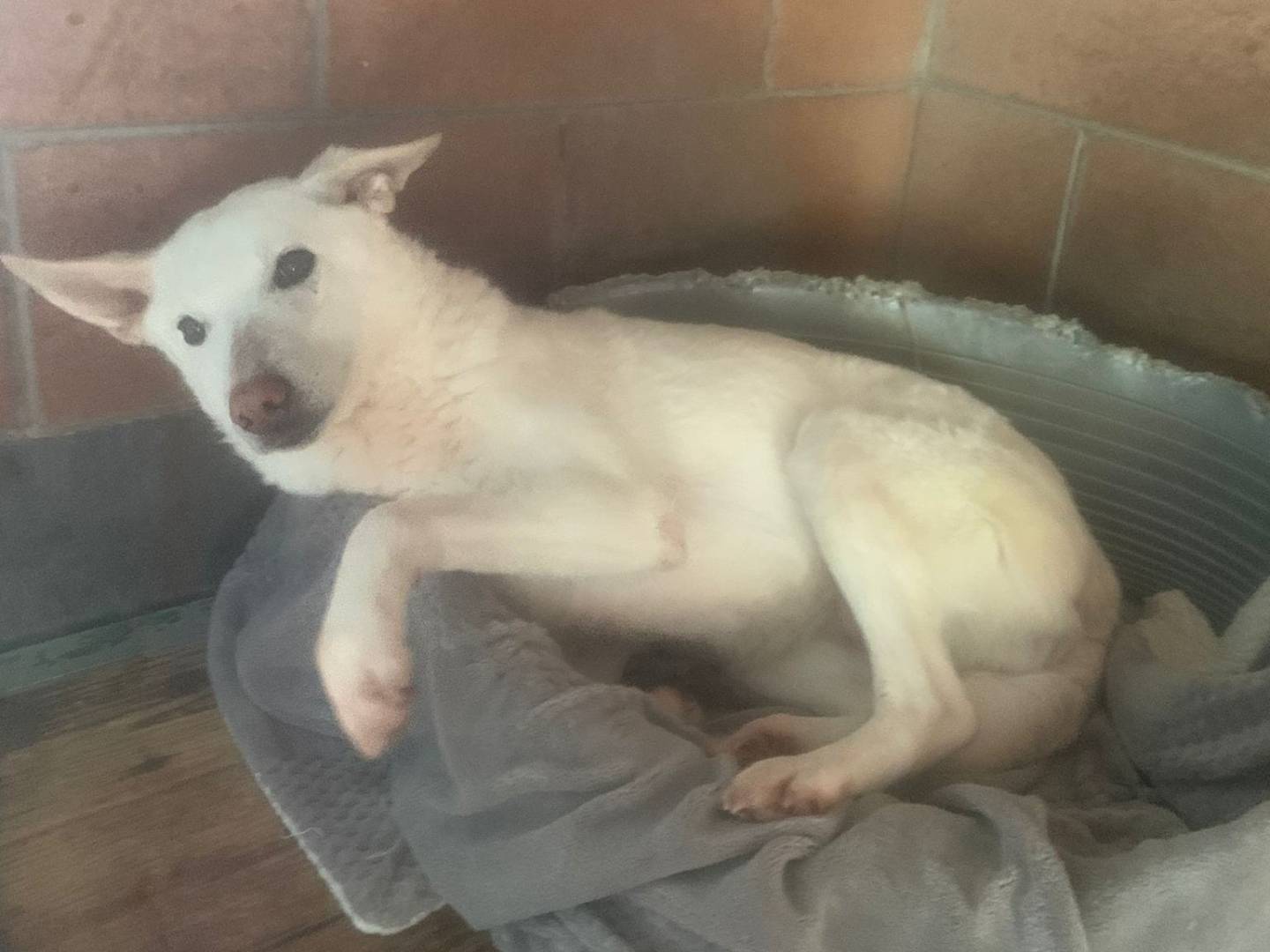 Adotta un cane, taglia media, femmina, Milano