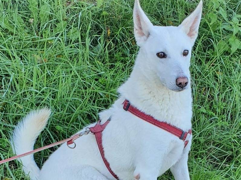 Adotta il cane OFELIA a Milano