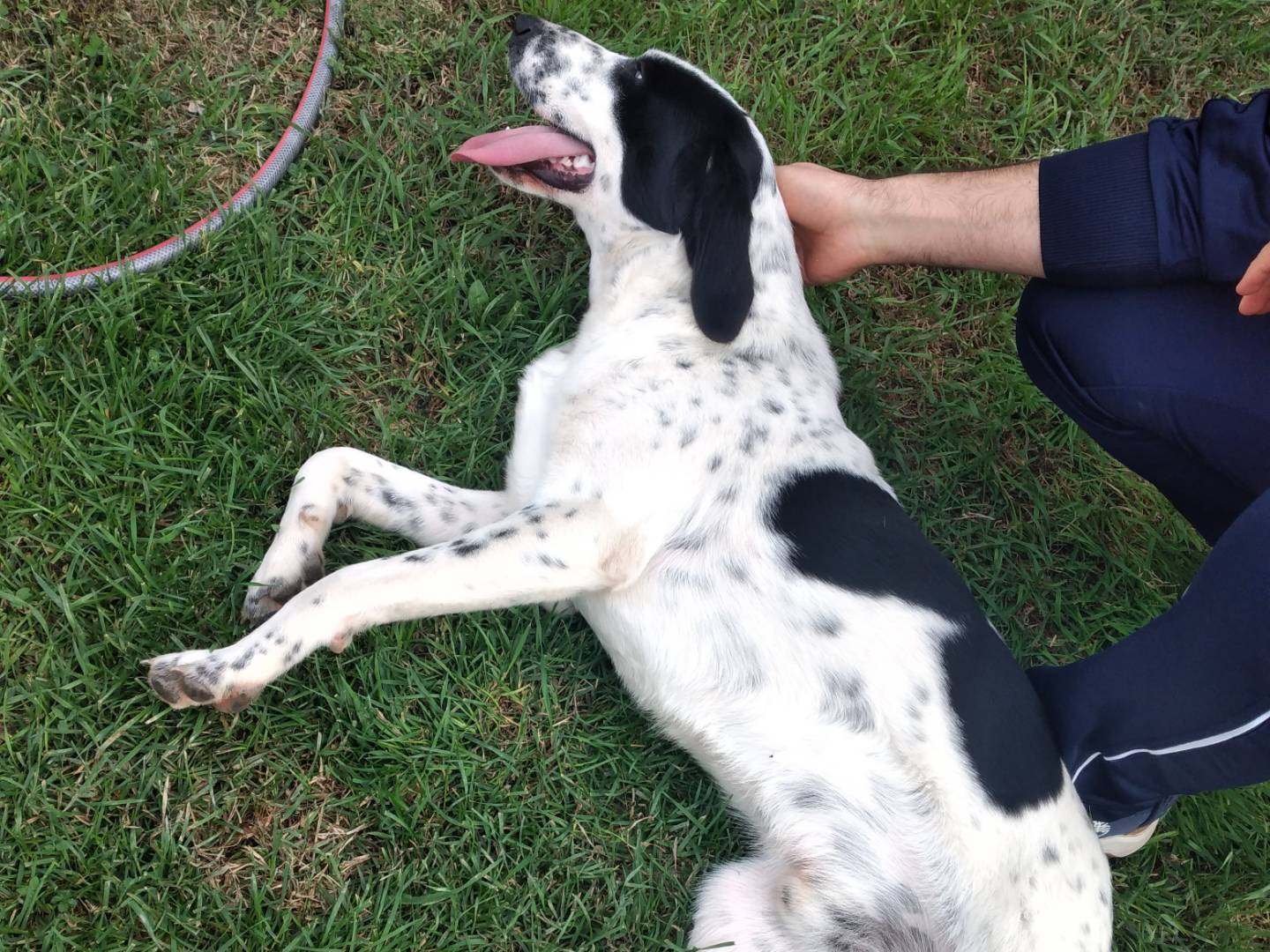 Adotta un cane, taglia media, maschio, Bologna