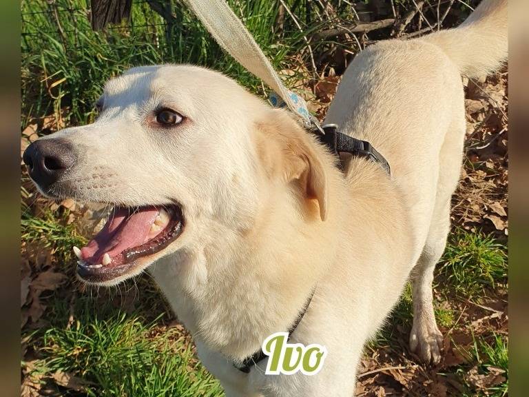 Adotta un cane, maschio, 4 anni e 3 mesi, Milano