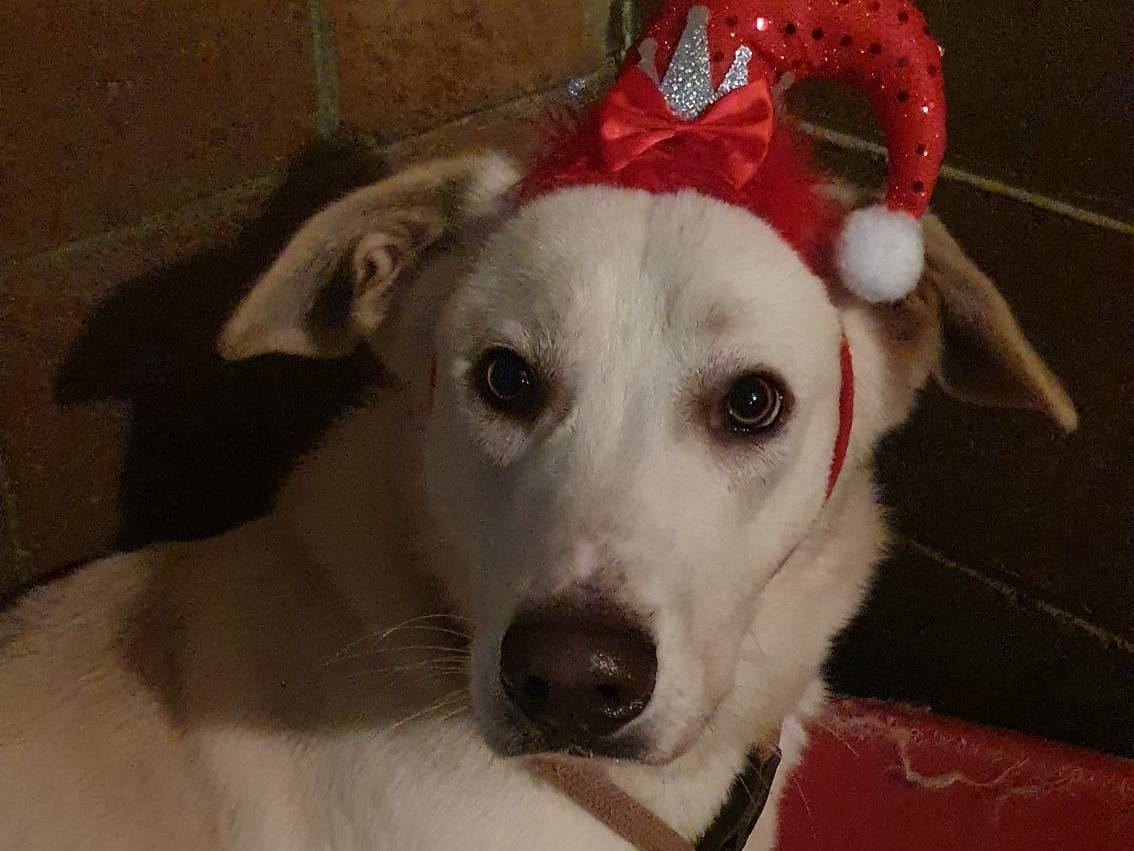 Adotta un cane, taglia media, maschio, Milano