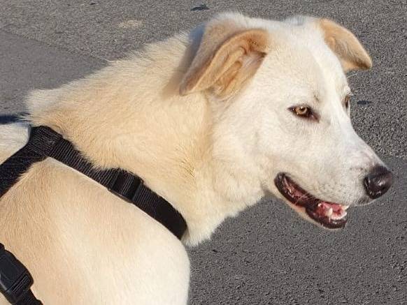 Vuoi adottare un cane a Milano?