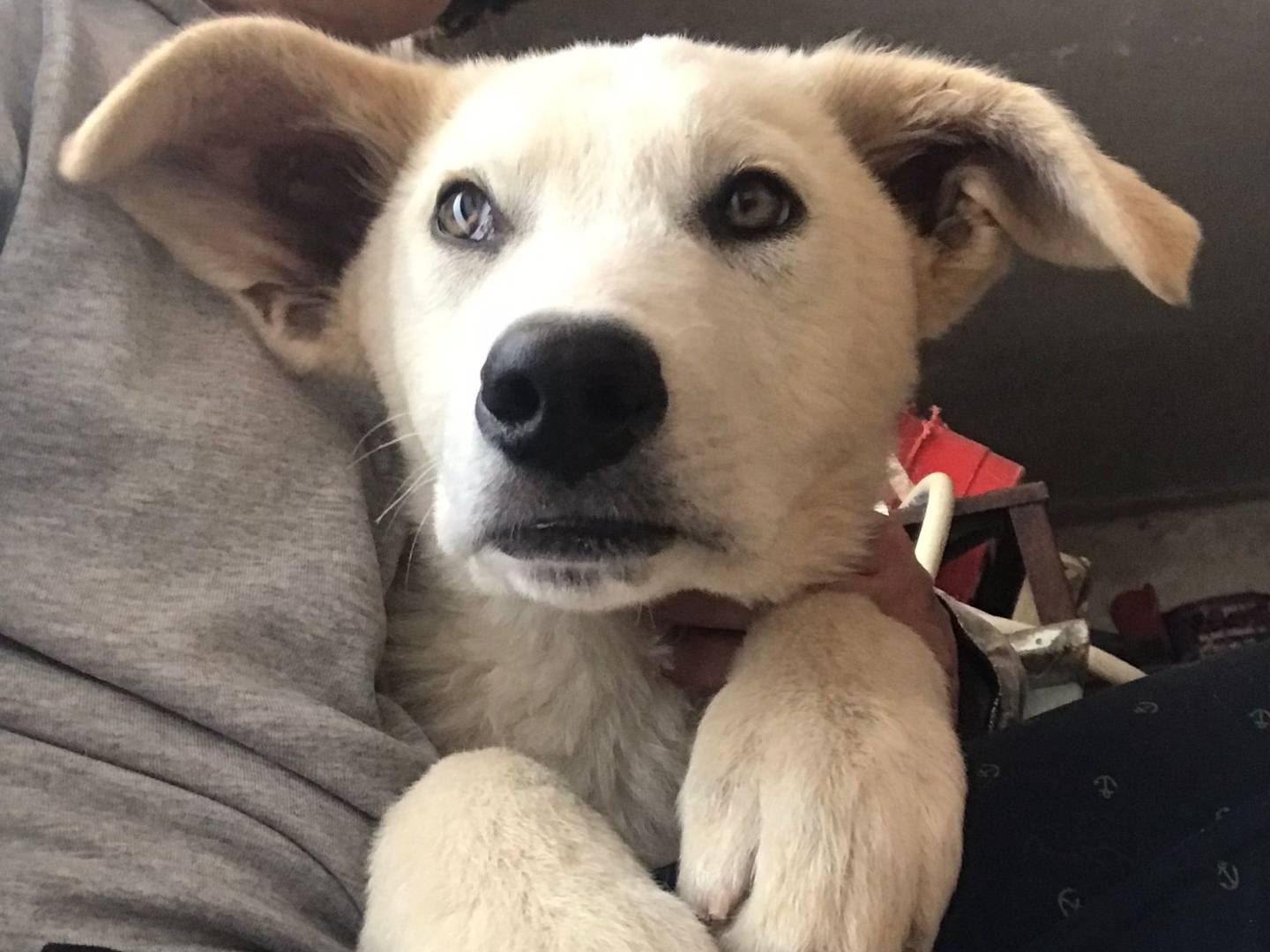 Adotta il cane IVOO a Milano