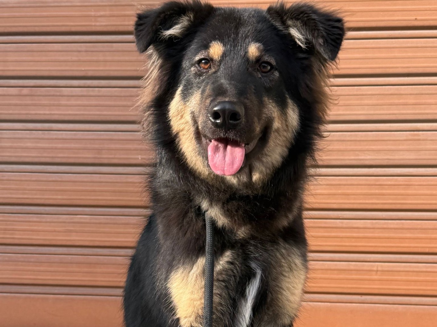 Adozione cane, maschio, Razza sconosciuta Razza sconosciuta, 1 anno e 2 mesi, taglia media, Milano