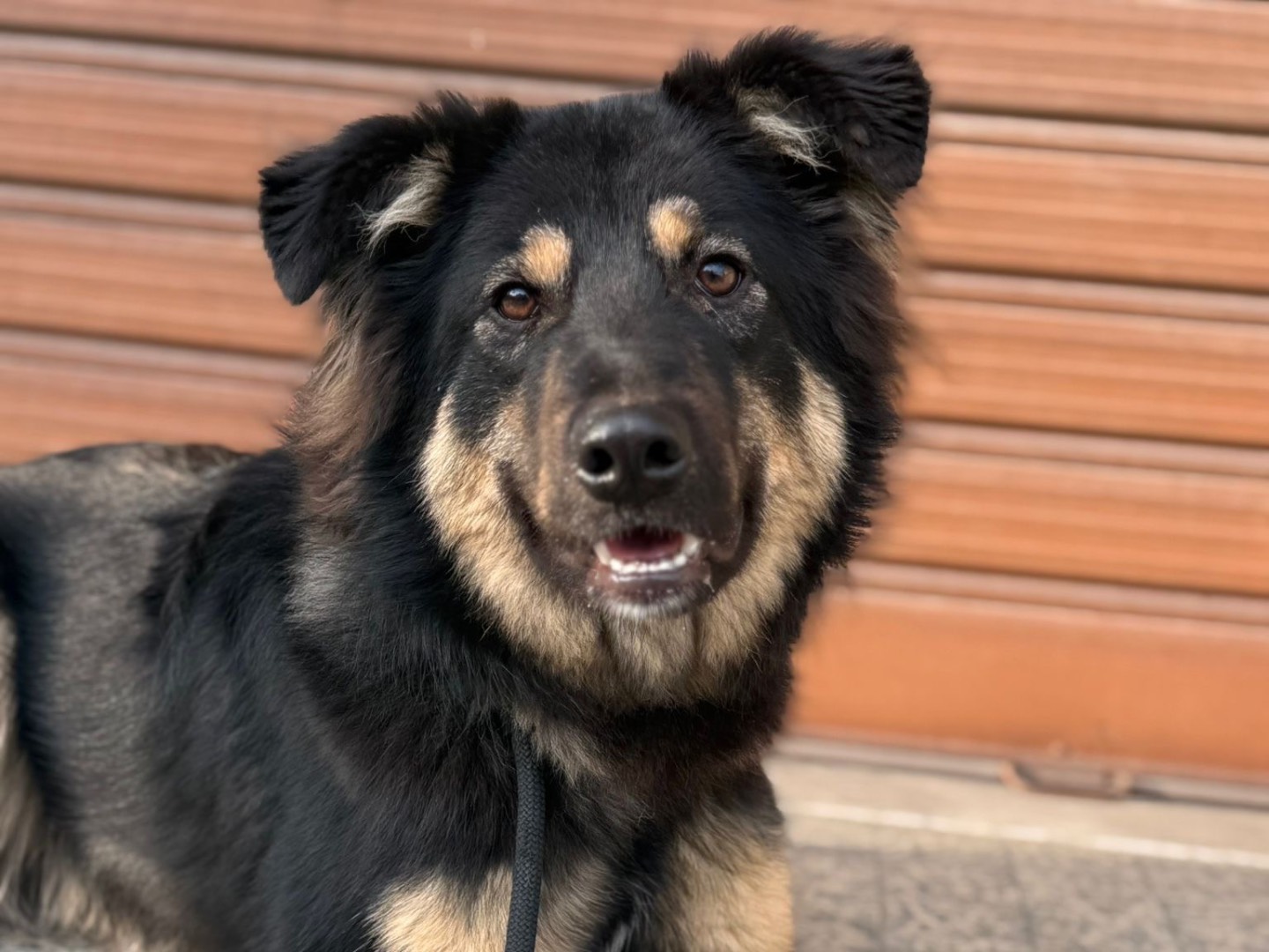 Adotta un cane, maschio, 1 anno e 2 mesi, Milano