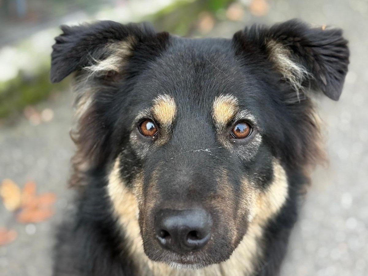 Adotta il cane Muffin  a Milano