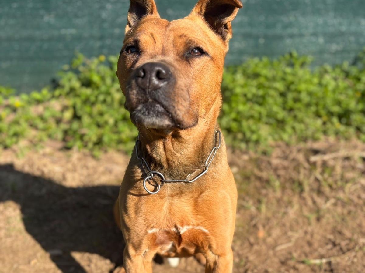 Vuoi adottare un cane a Milano?