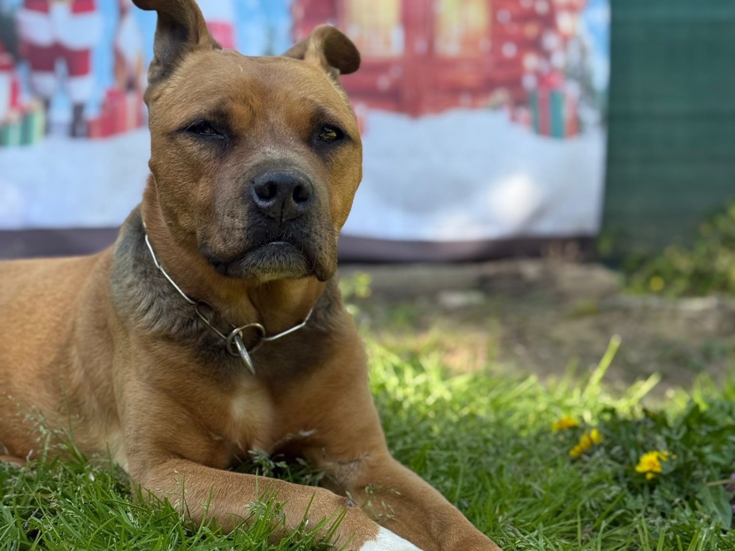 Adotta il cane Morgan  a Milano