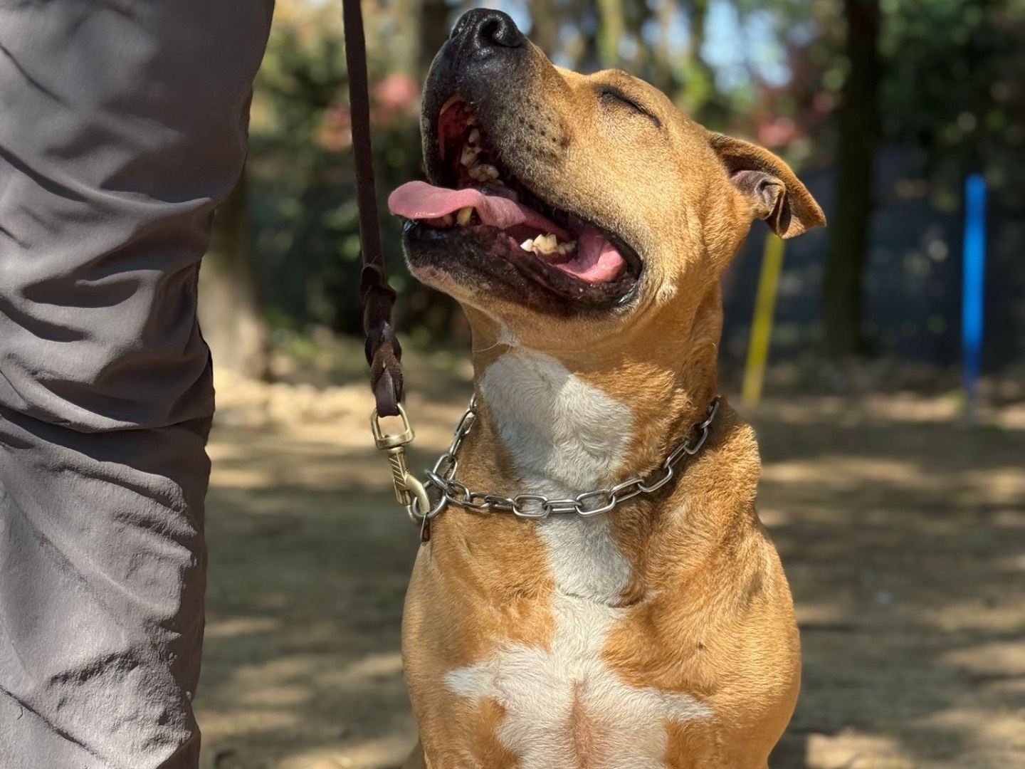 Vuoi adottare un cane a Milano?