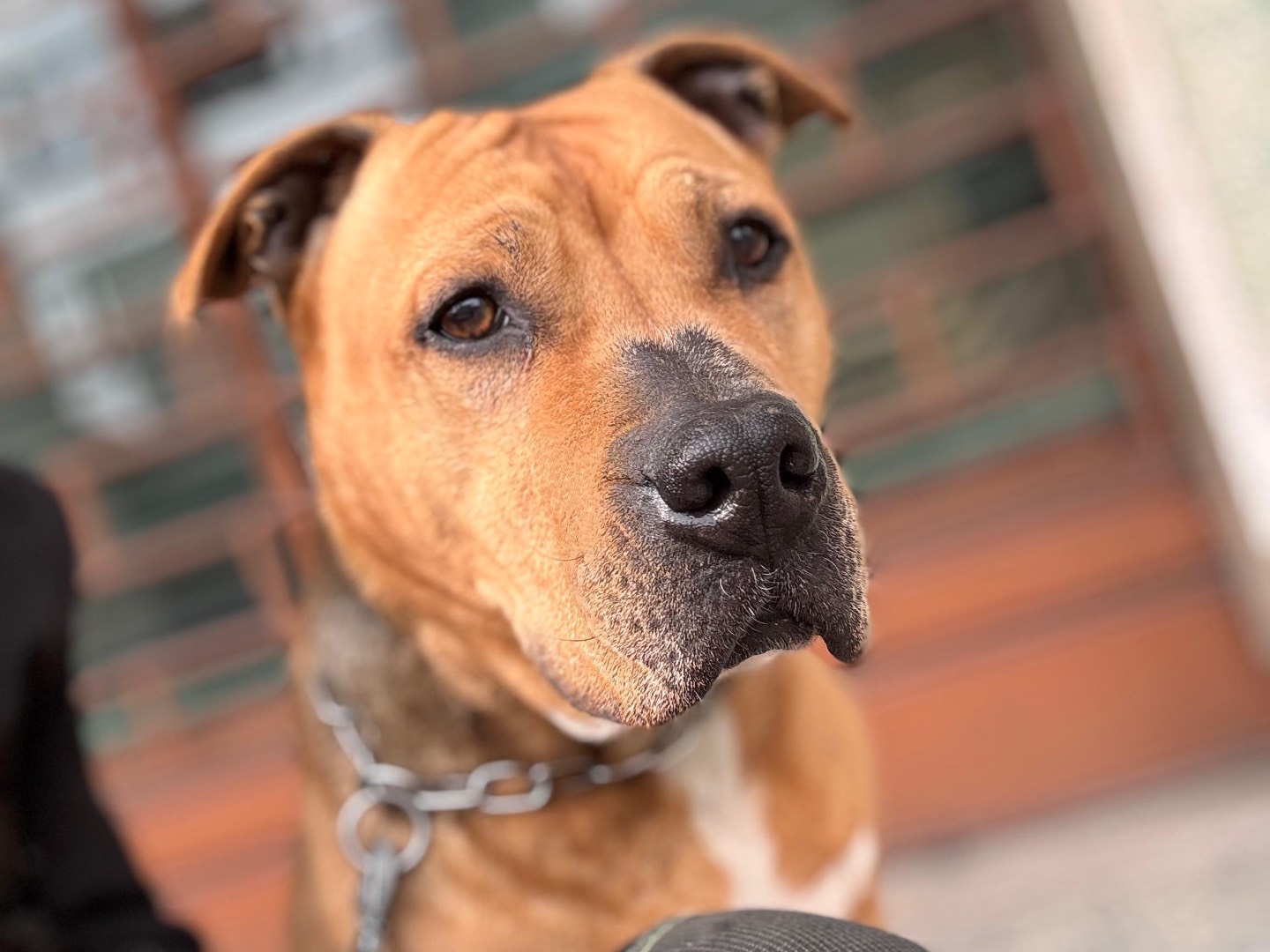 Adotta il cane Cayenne a Milano