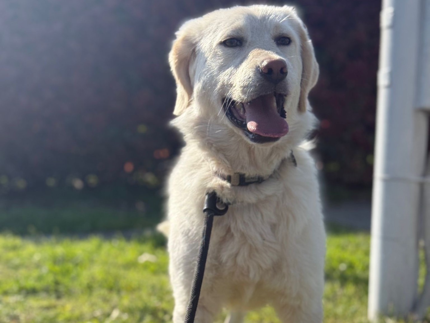 Adotta il cane Mayla a Milano