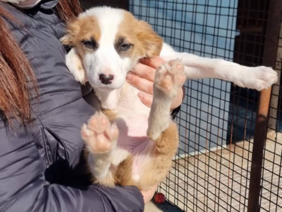 Adozione cane, femmina, Razza sconosciuta Razza sconosciuta, 3 mesi, taglia media, Pavia