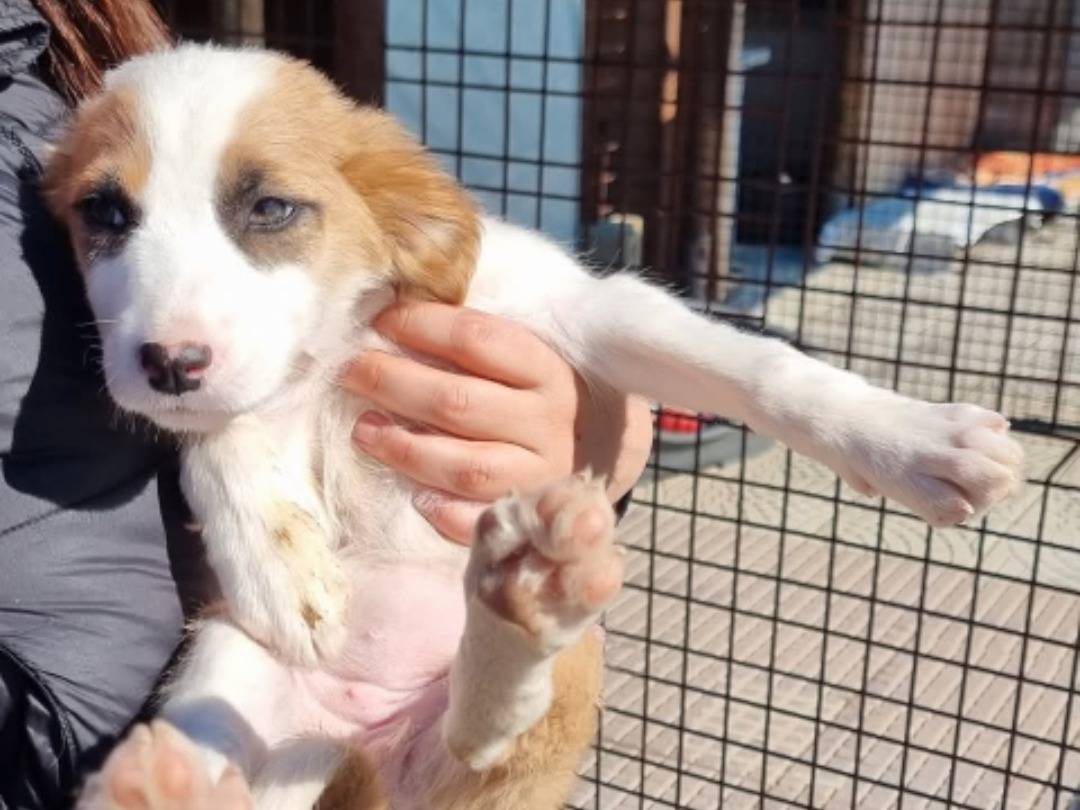 Adotta un cane, femmina, 3 mesi, Pavia