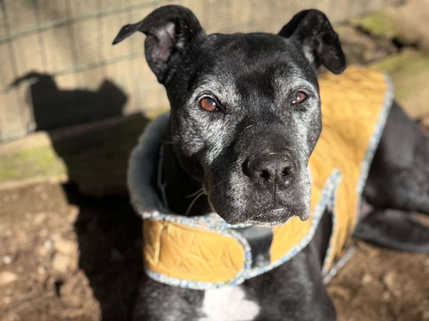 Adozione cane, femmina, Razza sconosciuta Razza sconosciuta, 11 anni e 3 mesi, taglia media, Milano