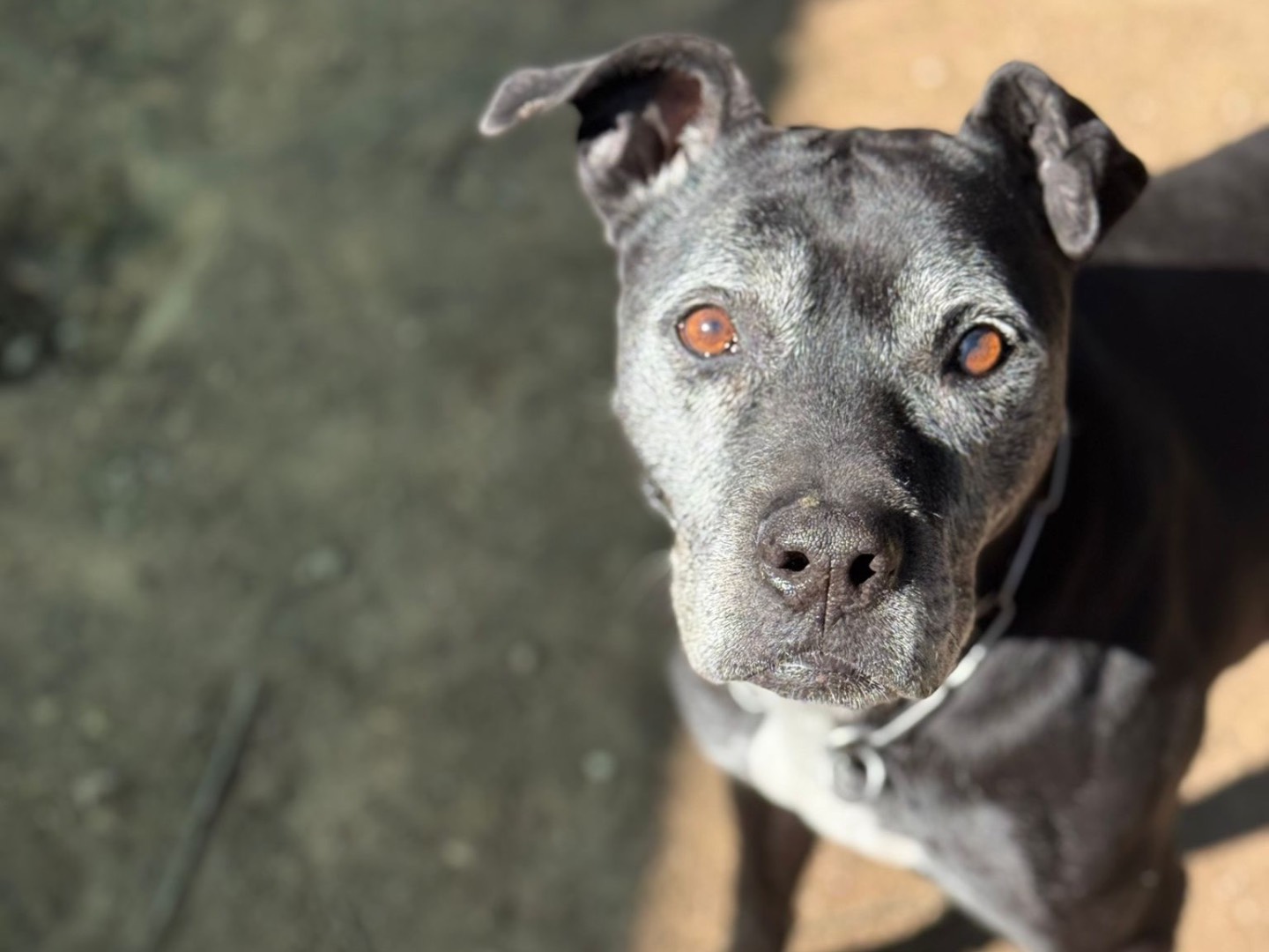 Adotta un cane, femmina, 11 anni e 3 mesi, Milano