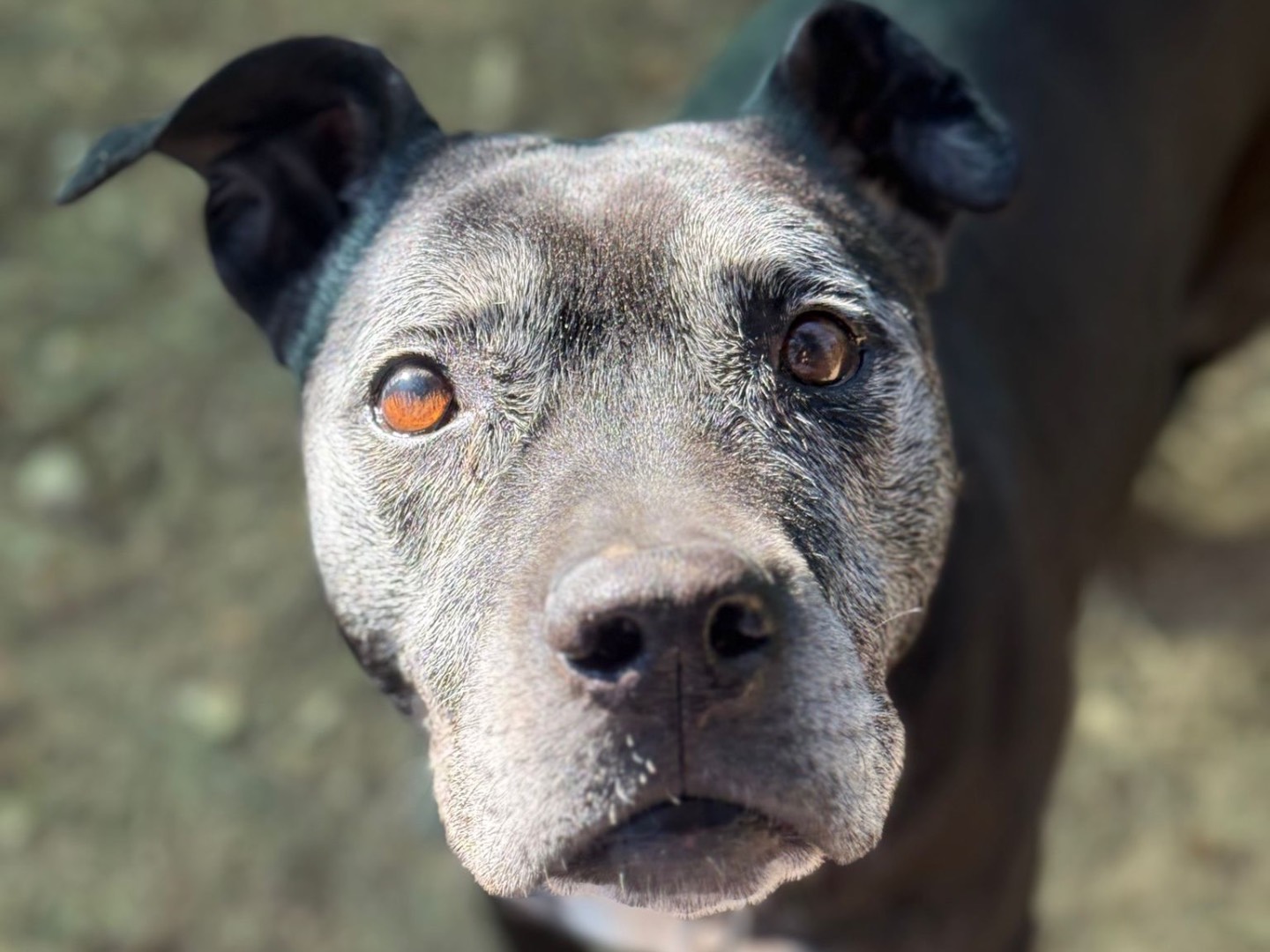 Adotta un cane, taglia media, femmina, Milano
