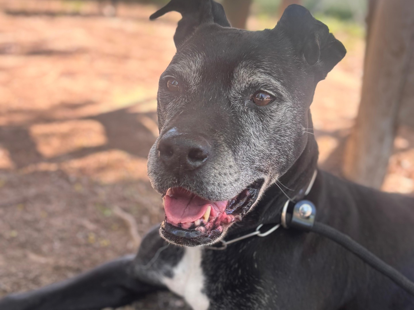 Vuoi adottare un cane a Milano?