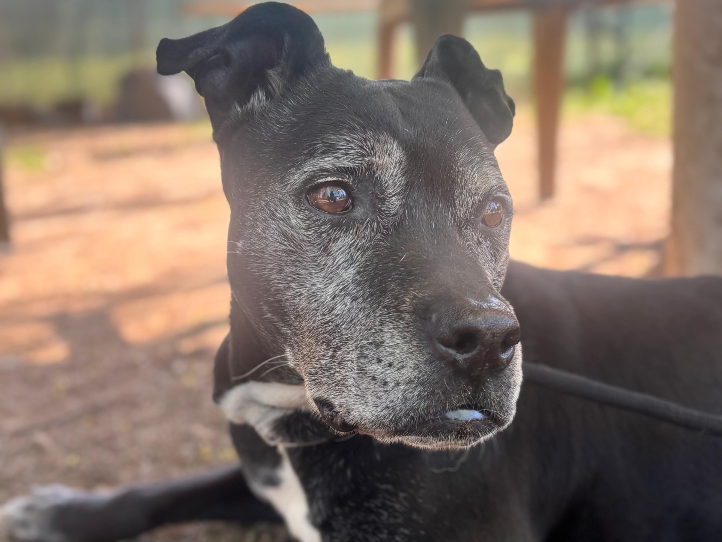 Adotta il cane Nikita a Milano