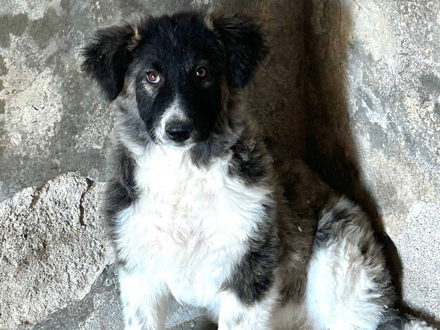 Vuoi adottare un cane a Siracusa?