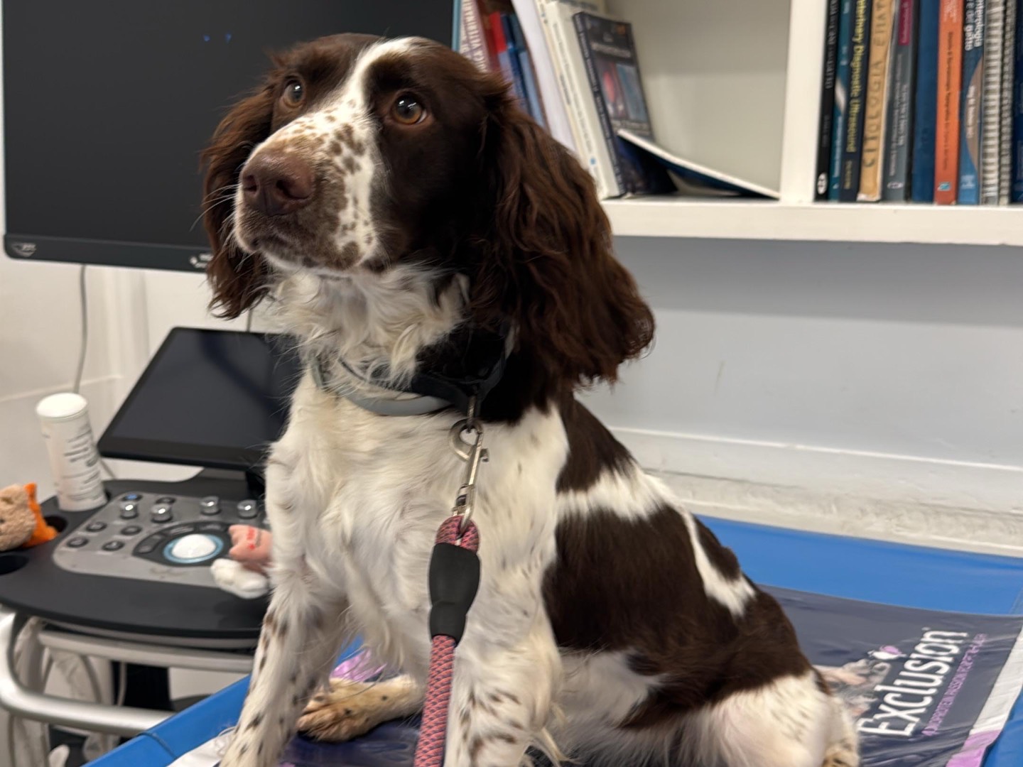 Adozione cane, femmina, Spaniel Razza sconosciuta, 1 anno e 1 mese, taglia media contenuta, Siracusa