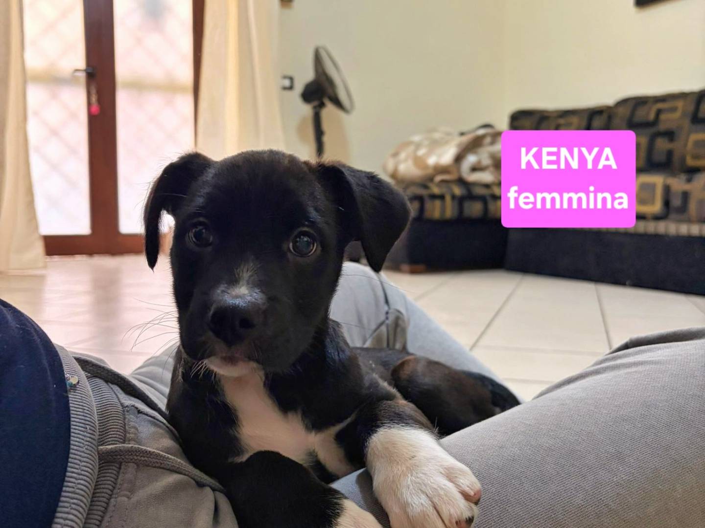 Vuoi adottare un cane a Napoli?