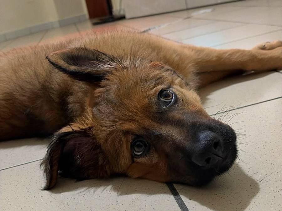 Adozione cane, femmina, Razza sconosciuta Razza sconosciuta, 4 mesi, taglia media, Napoli