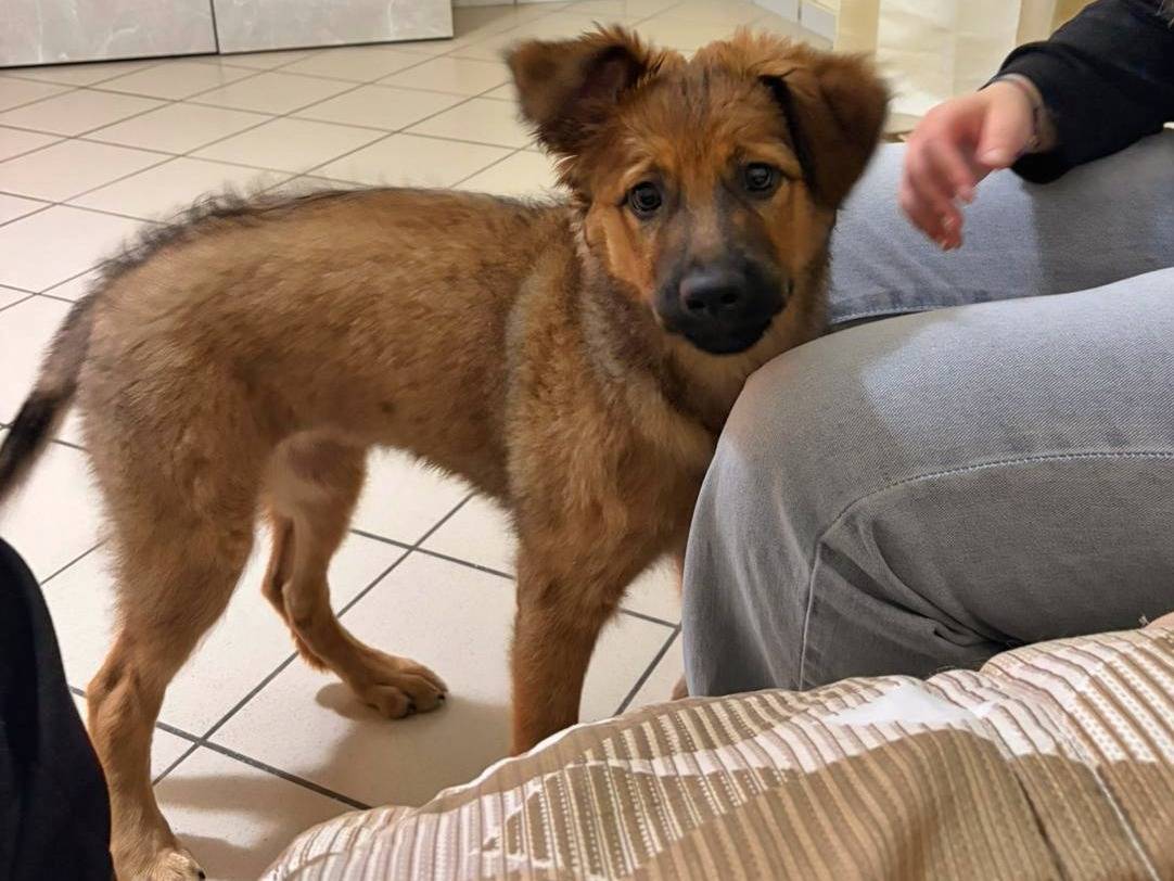 Adotta un cane, femmina, 4 mesi, Napoli