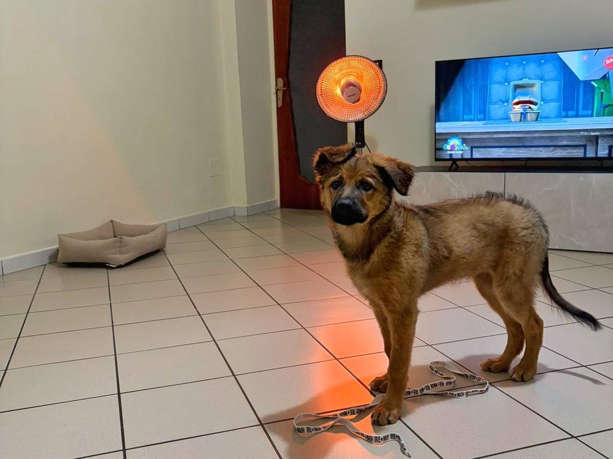 Adotta un cane, taglia media, femmina, Napoli