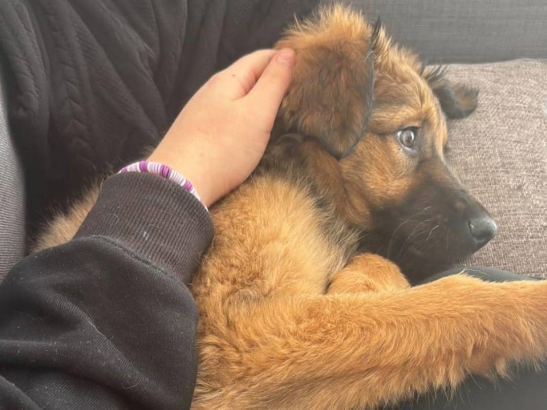 Vuoi adottare un cane a Napoli?