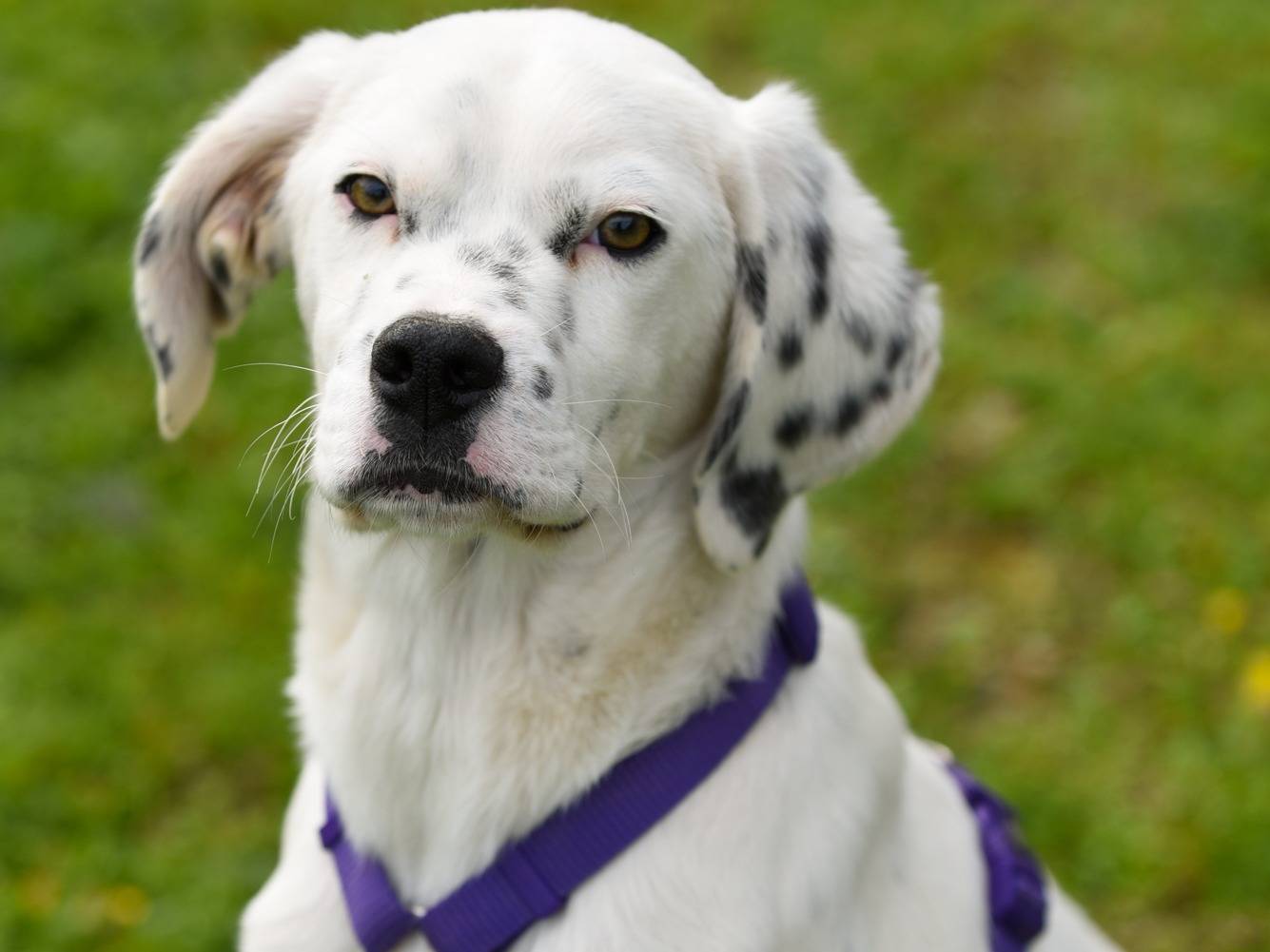 Adozione cane, maschio, Segugio Pointer, 5 mesi, taglia media, Barletta
