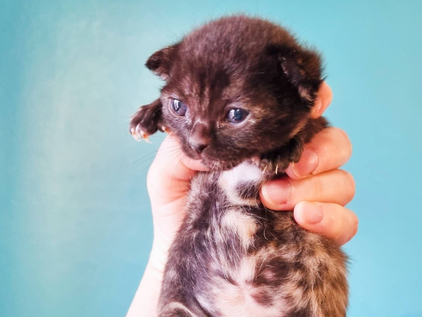 Adozione gatto, femmina, Razza sconosciuta Razza sconosciuta, 1 mesi, taglia non valida, Cremona