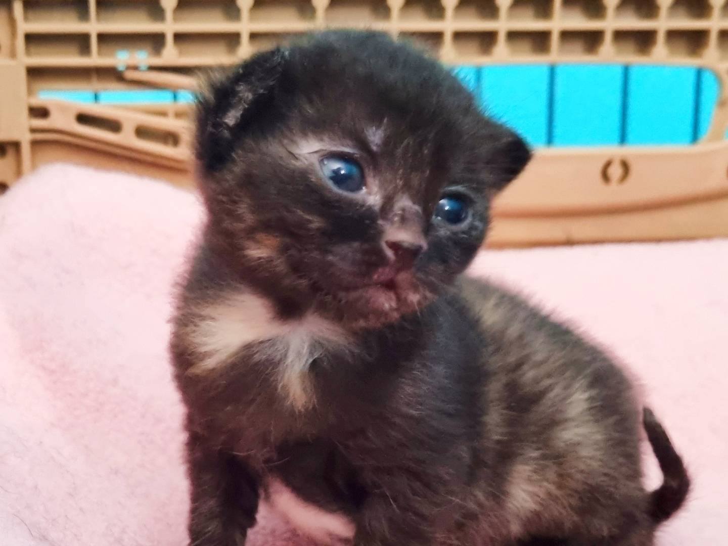 Adotta un gatto, femmina, 1 mesi, Cremona