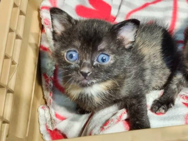 Vuoi adottare un gatto a Cremona?