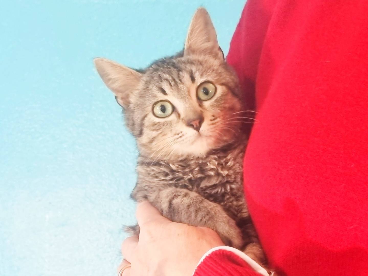 Vuoi adottare un gatto a Cremona?