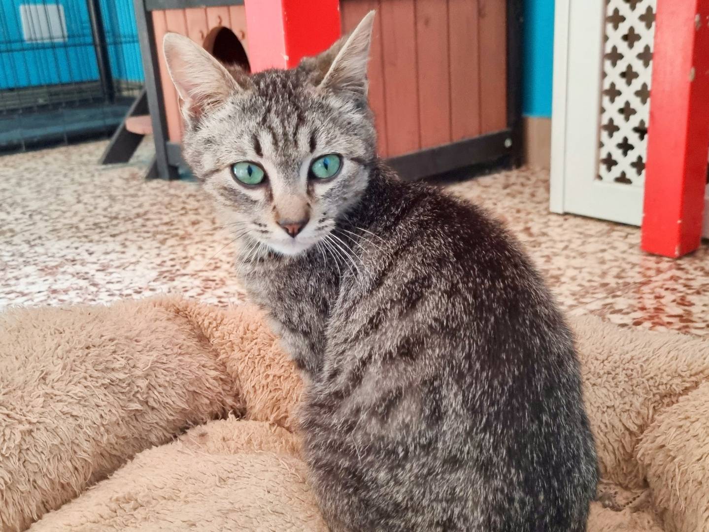 Adotta il gatto KLEY a Cremona