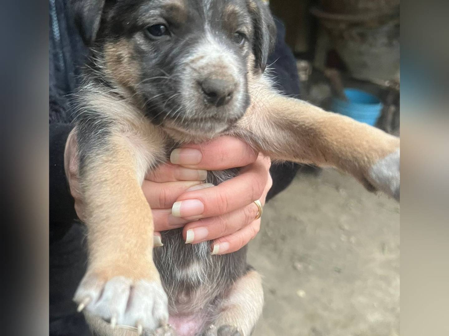 Adozione cane, femmina, Razza sconosciuta Razza sconosciuta, 2 mesi, taglia media, Avellino