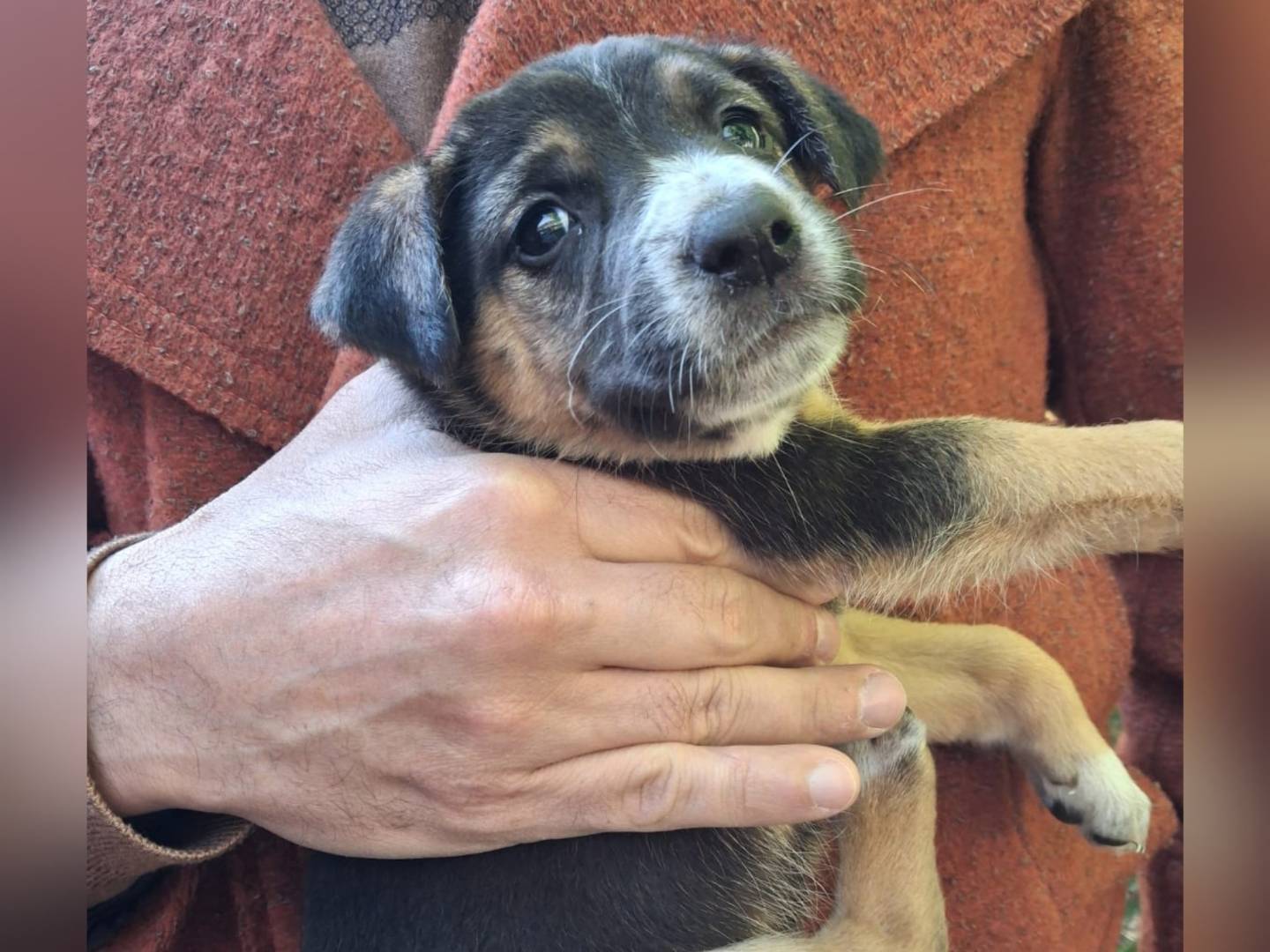 Adotta un cane, femmina, 2 mesi, Avellino