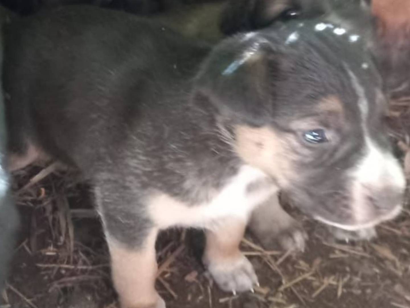 Adotta un cane, taglia media, femmina, Avellino