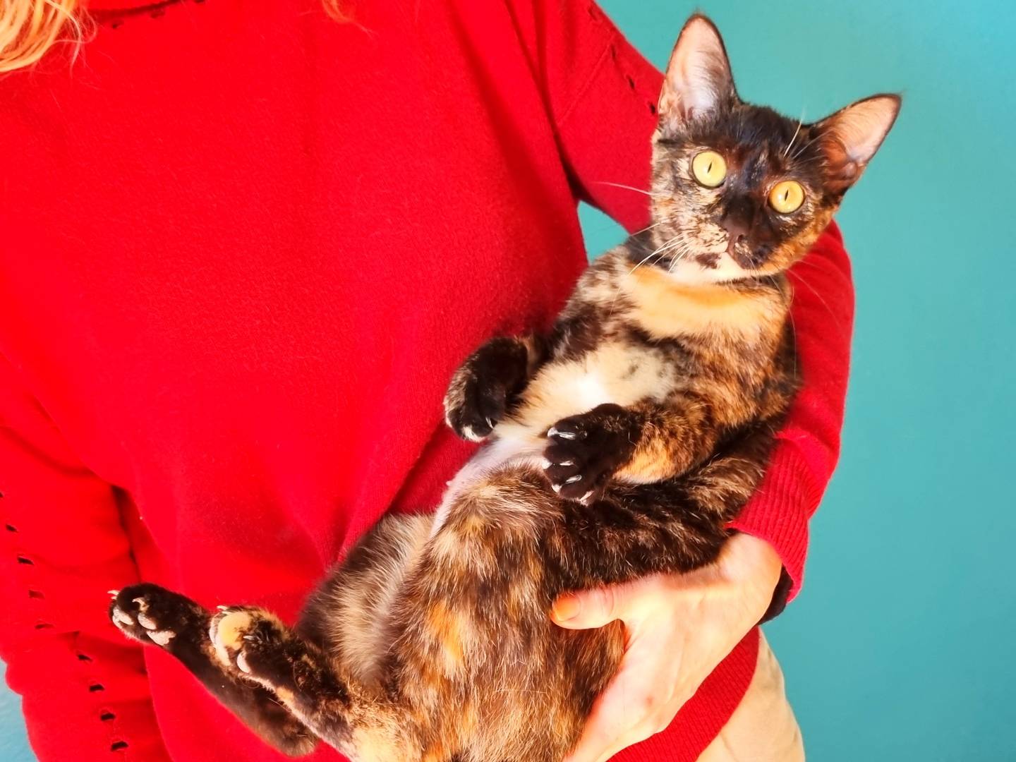 Adozione gatto, femmina, Razza sconosciuta Razza sconosciuta, 7 mesi, taglia non valida, Cremona