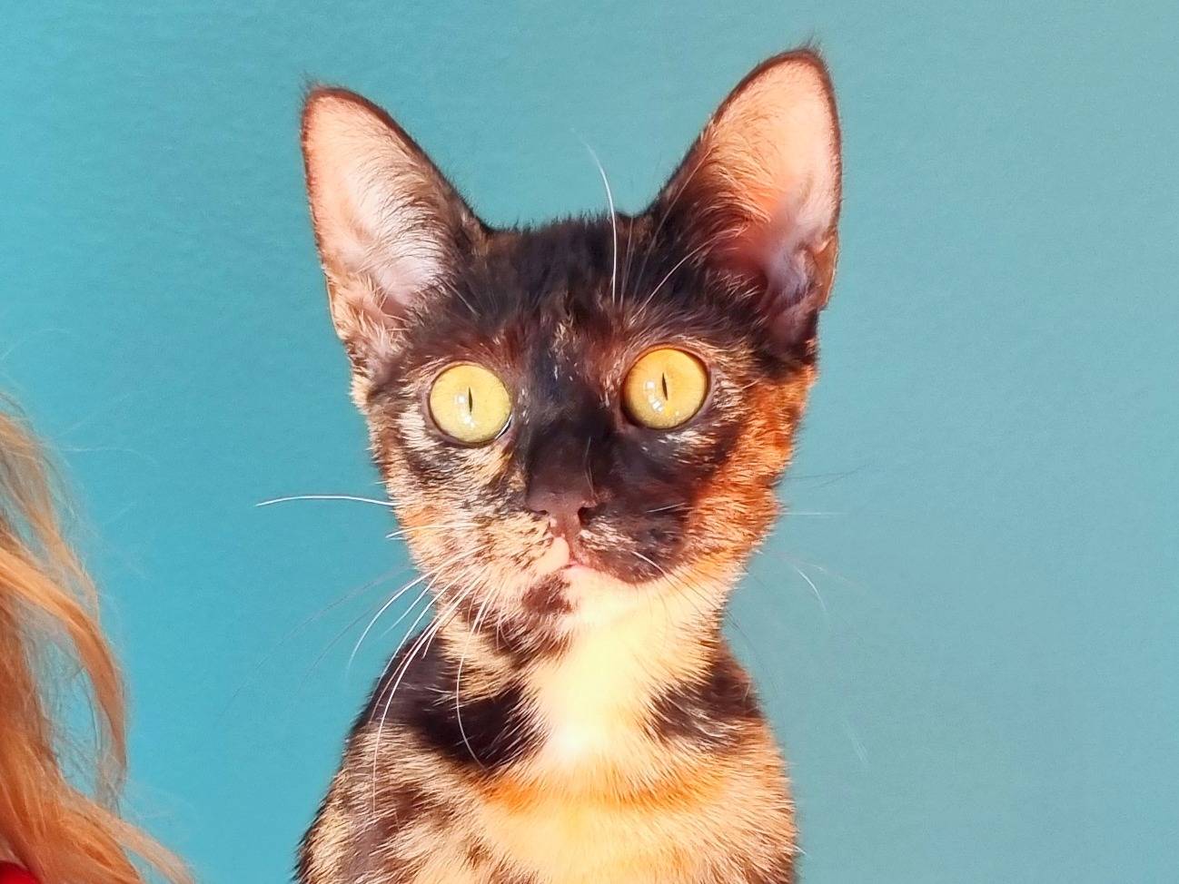 Adotta un gatto, femmina, 7 mesi, Cremona