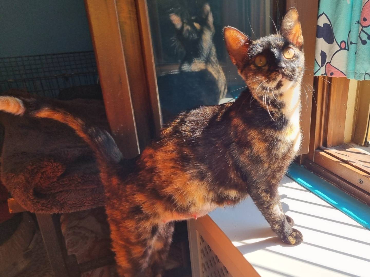 Adotta un gatto, taglia non valida, femmina, Cremona