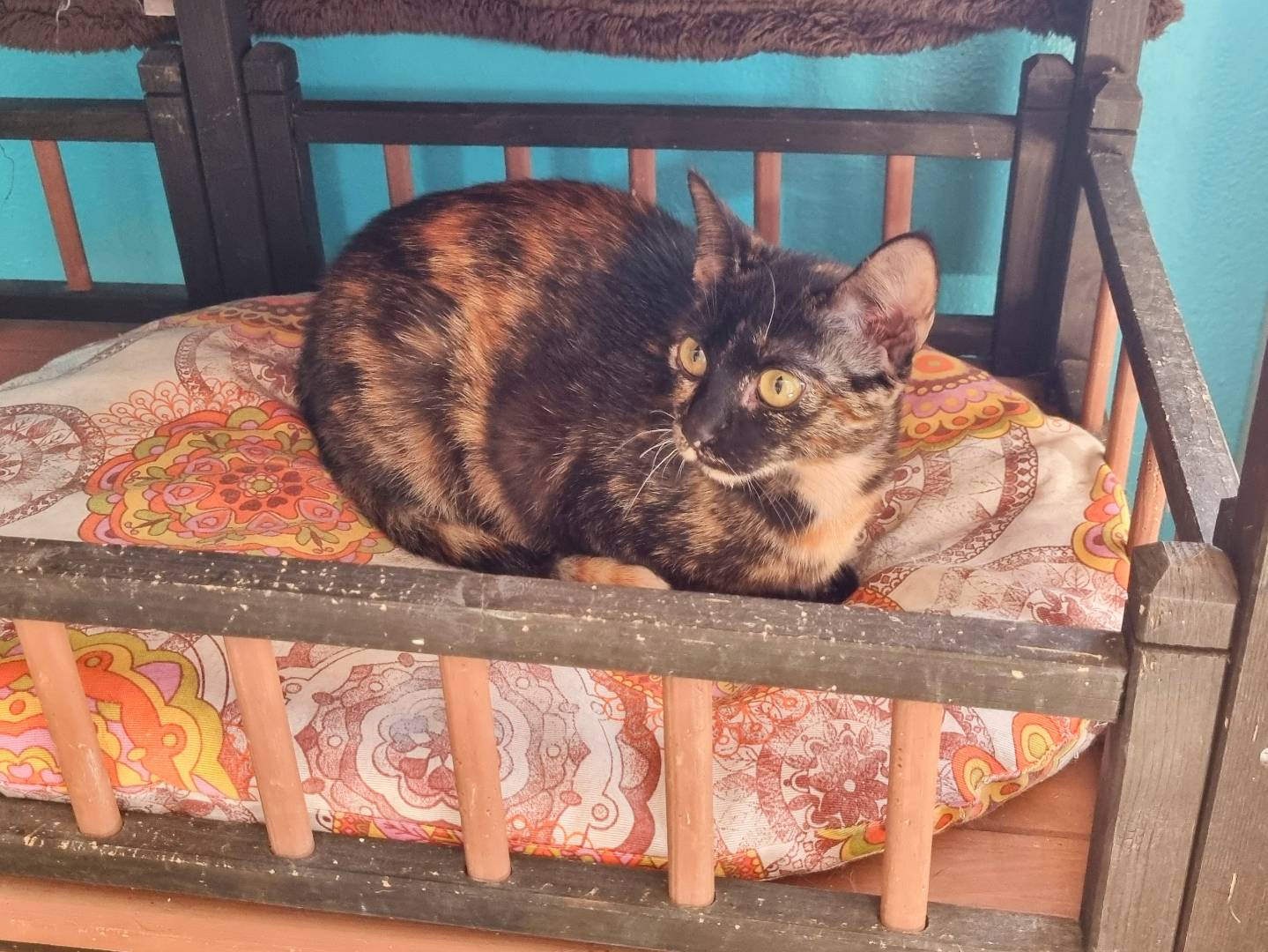 Vuoi adottare un gatto a Cremona?