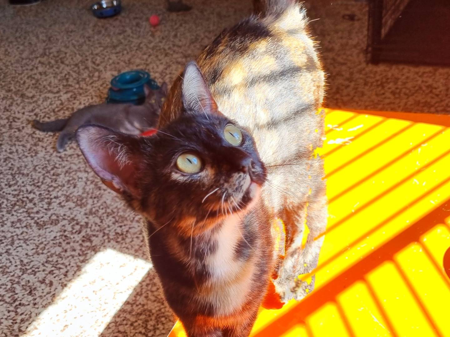 Adotta il gatto LIVIANA a Cremona